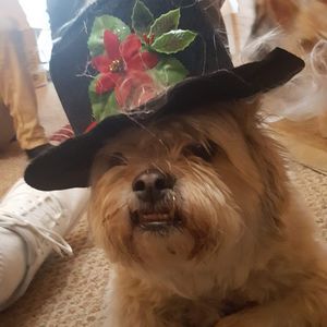 Meet your Posher, Kevin